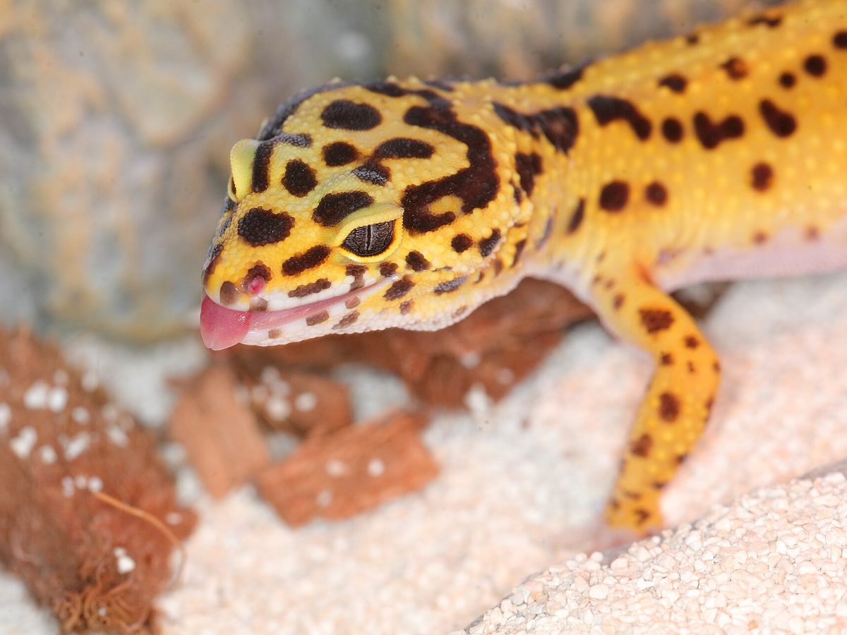 ぺろりと舌を出したヒョウモントカゲモドキの「こはく」