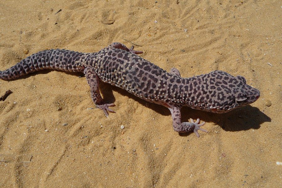 砂地を歩くヒョウモントカゲモドキ