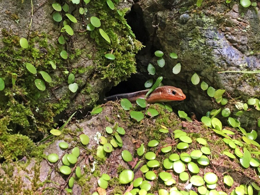 苔むした岩の上のニホントカゲ