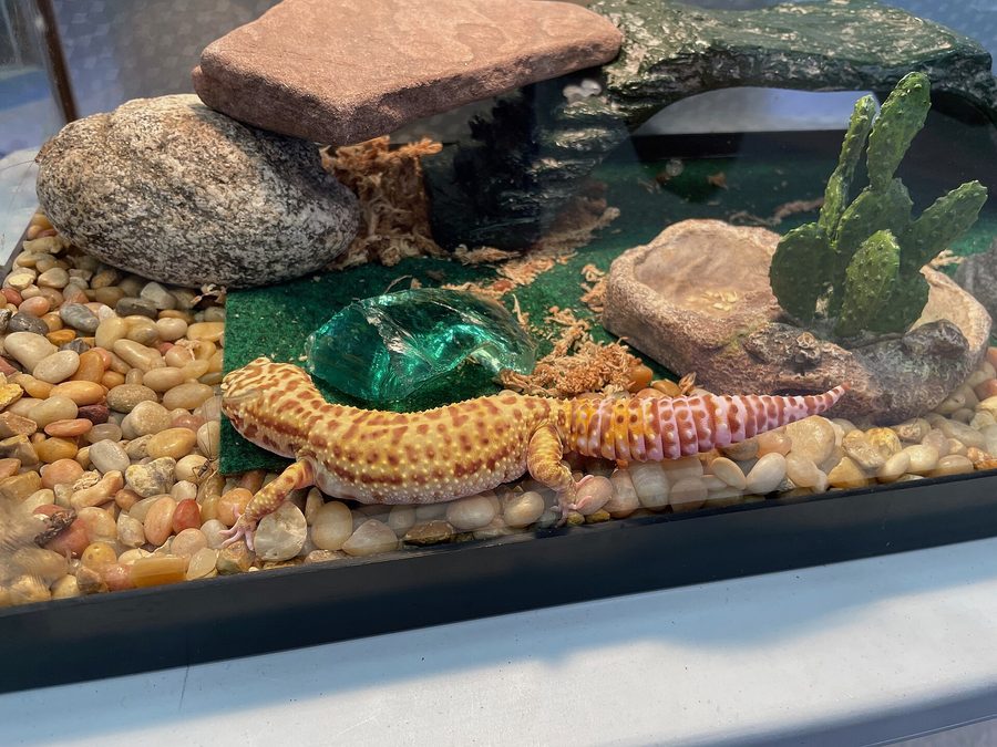 ケージの中で過ごすヒョウモントカゲモドキ